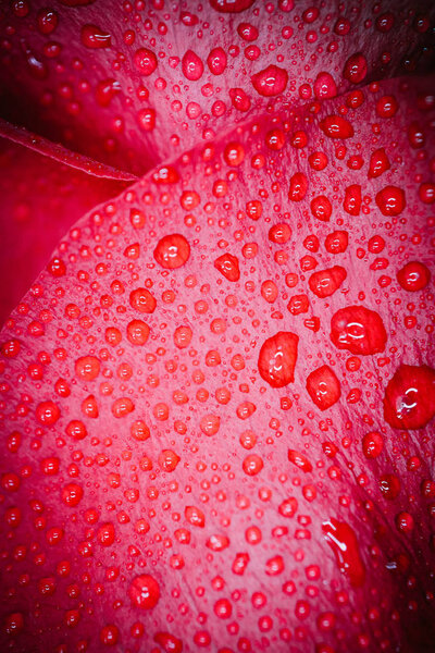 Beautiful delicate red rose flower petal with dew rain drops mac