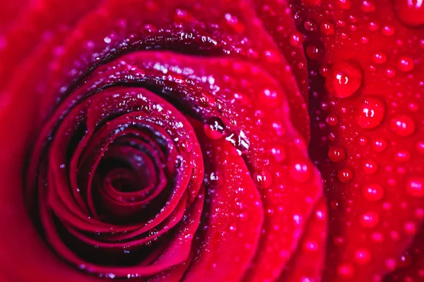 Belle pétale de rose rouge délicat avec gouttes de pluie rosée mac — Photo