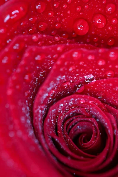 Belle pétale de rose rouge délicat avec gouttes de pluie rosée mac — Photo