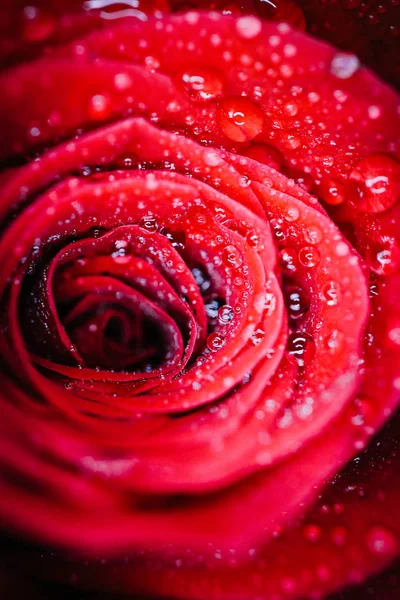 Piękny delikatny czerwony róż kwiat płatek z rosy deszcz krople Mac — Zdjęcie stockowe