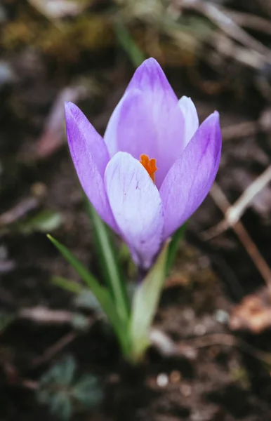 Crocus Brillante Flor Primavera Violeta Naturaleza Montaña Flor Azafrán Cerca —  Fotos de Stock