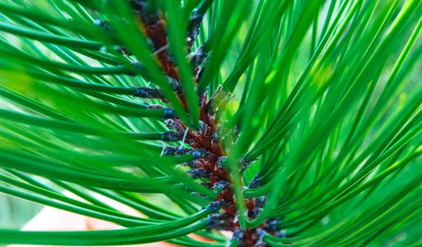 bright evergreen pine tree green needles branch. Fir-tree, conifer, spruce close up, blurred background. Europe, Balkan Mountains.