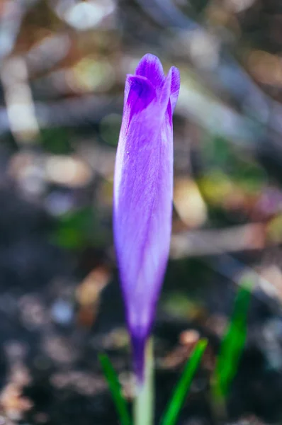 Crocus brillante flor de primavera violeta, naturaleza de montaña. Azafrán flo —  Fotos de Stock