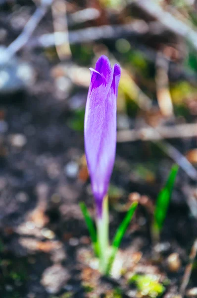 Crocus brillante flor de primavera violeta, naturaleza de montaña. Azafrán flo —  Fotos de Stock