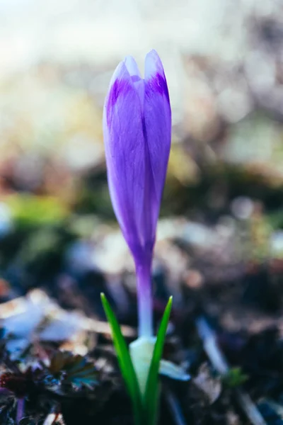 Крокус яскраво-фіолетова весняна квітка, гірська природа. Шафранова болото — стокове фото
