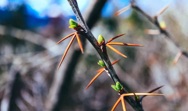 Berberis Brunch Yaprak Bir Dikenli Brunch Tesisinde Tomurcukları — Stok fotoğraf