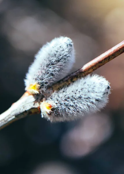 脂肪の柔らかい素敵な芽のツリー ブランチをウィロー マクロ 春の尾状花序のクローズ アップ — ストック写真