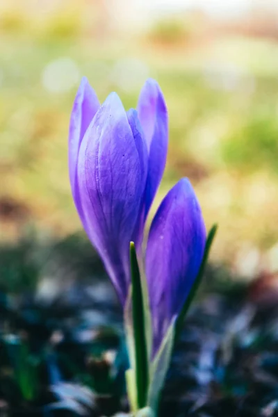 Крокус Яскраво Фіолетова Весняна Квітка Гірська Природа Квітка Шафрану Крупним — стокове фото