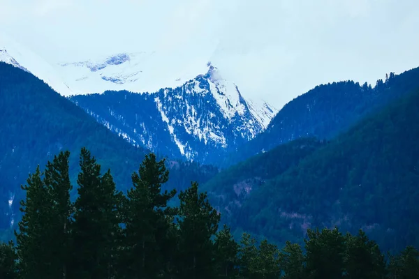 Prachtig Uitzicht Hoge Bergen Ice Pieken Dennenbos — Stockfoto