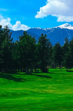 Güzel renkli dağ çayır manzara, kırpılmış çim, çam ormanı, yaz. Avrupa alp dağ golf sahası, mavi gökyüzü arka plan.