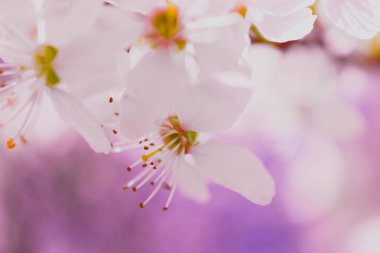 Bahar, pembe çiçek blossom makro. Kiraz ağacı tomurcukları, bahar arka plan.