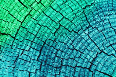 Bahar, pembe çiçek blossom makro. Kiraz ağacı tomurcukları, bahar arka plan.