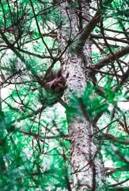 Bahar, pembe çiçek blossom makro. Kiraz ağacı tomurcukları, bahar arka plan.