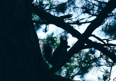 Bahar, pembe çiçek blossom makro. Kiraz ağacı tomurcukları, bahar arka plan.
