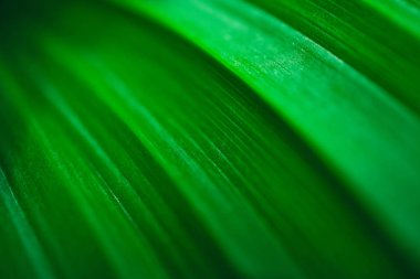 Bahar, pembe çiçek blossom makro. Kiraz ağacı tomurcukları, bahar arka plan.