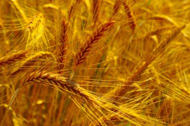 Parlak renkli altın çavdar spikelets, hasat zemin. Alan olgun sarı tahıl, iki spica closeup görünümü.