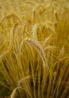 Parlak renkli altın çavdar spikelets, hasat zemin. Alan olgun sarı tahıl, iki spica closeup görünümü.