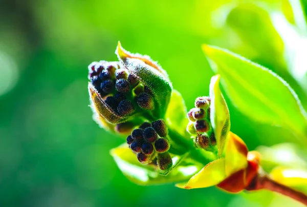 Bahar Pembe Çiçek Blossom Makro Kiraz Ağacı Tomurcukları Bahar Arka — Stok fotoğraf