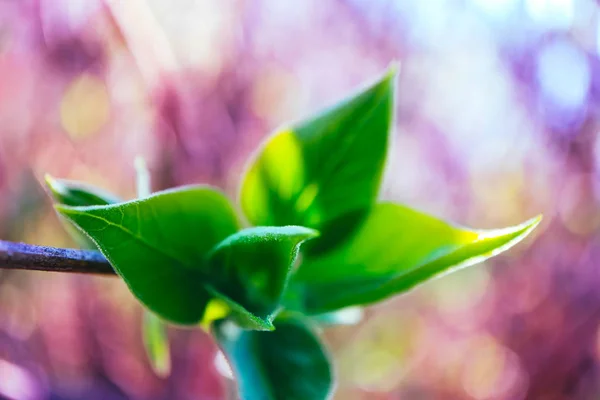 ピンク花の花マクロです 桜の木の芽 春の背景 — ストック写真