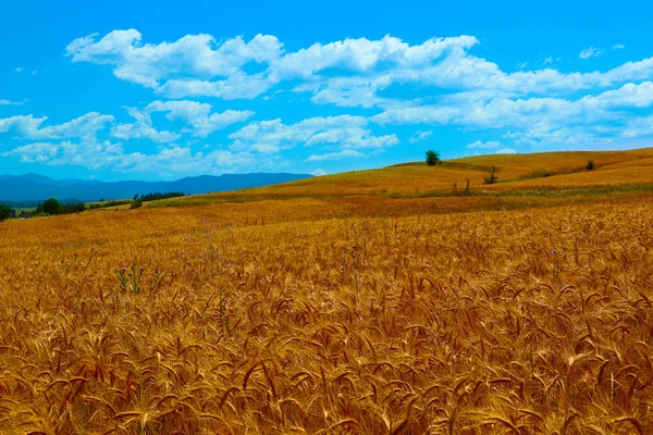 Espiguillas Centeno Dorado Colores Brillantes Telón Fondo Cosecha Campo Cereales — Foto de Stock