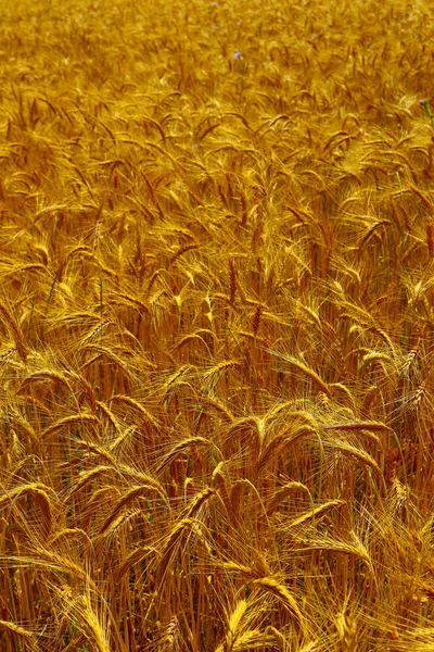 Leuchtend Bunte Goldene Roggen Stacheln Erntekulisse Feld Der Reifen Gelben — Stockfoto