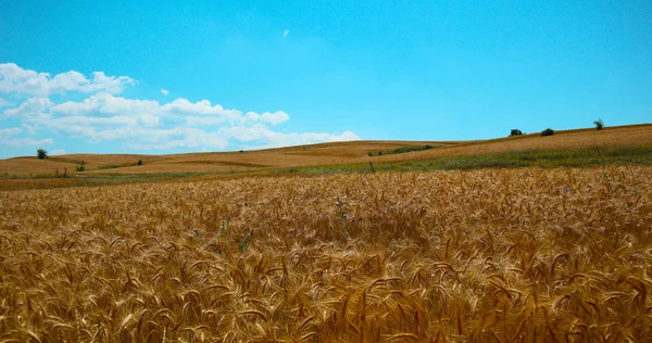 明るいカラフルなゴールデン ライ小穂 収穫の背景 熟した黄色い穀物 青い空を背景のフィールド — ストック写真