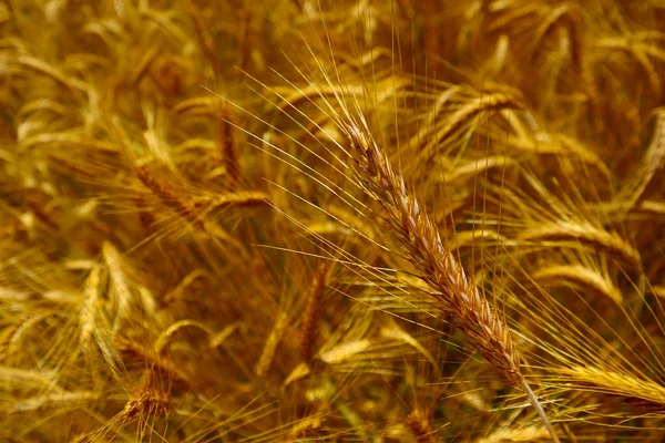 明るいカラフルなゴールデン ライ小穂 収穫の背景 熟した黄色い穀物 スピカのクローズ アップ ビューのフィールド — ストック写真