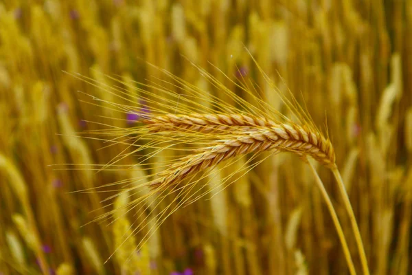 Leuchtend Bunte Goldene Roggen Stacheln Erntekulisse Feld Von Reifen Gelben — Stockfoto