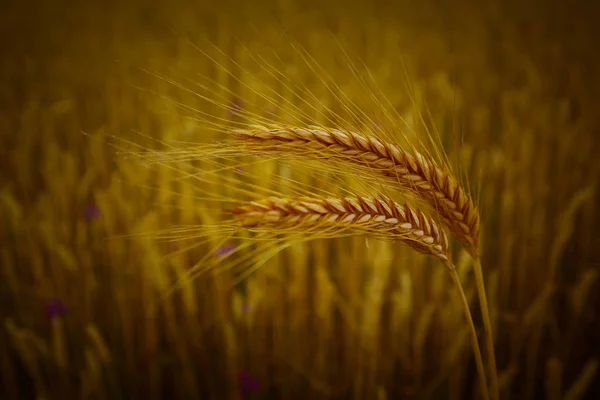 Leuchtend Bunte Goldene Roggen Stacheln Erntekulisse Feld Von Reifen Gelben — Stockfoto