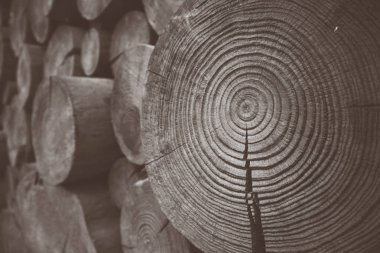 Ahşap bölümü, plan. Ahşap doku makro. Doğal ahşap yüzey arka plan, siyah ve beyaz, sepya günlükleri.