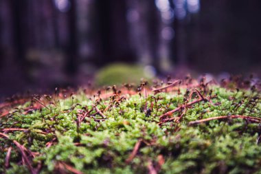 Renkli yeşil yosun doku. Fotoğraf parlak gür liken bir ormandaki bir tasvir. Portre, makro görünümü.