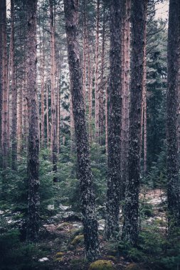 Karışık Greenwood ormanı. Fotoğraf koyu puslu yeşillikli çam ağacı arka Woods tasvir.