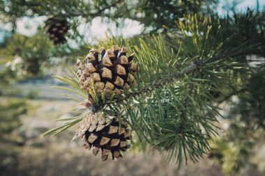 Şube üzerinde çam koni ile parlak bir dökmeyen çam üç. Köknar ağacı, konifer, Ladin yakın, bulanık arka plan.