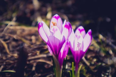 Çiğdem parlak mor bahar çiçek çiçek, dağ doğa. Safran çiçek makro görünümü, Bahçe arka plan bulanık.