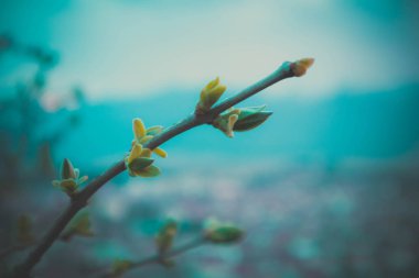 Fotoğraf yağ güzel yaprak tomurcuk ile ağaç Brunch bir makro bahar görünümü tasvir. Bahar yeşil catkins, de odaklanmış, arka planda bulanık orman.