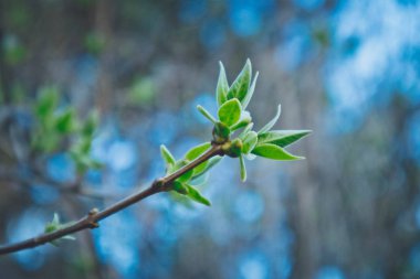 Fotoğraf yağ güzel yaprak tomurcuk ile ağaç Brunch bir makro bahar görünümü tasvir. Bahar yeşil catkins, de odaklanmış, arka planda bulanık orman.