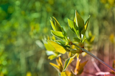 Fotoğraf yağ güzel yaprak tomurcuk ile ağaç Brunch bir makro bahar görünümü tasvir. Bahar yeşil catkins, de odaklanmış, arka planda bulanık orman.