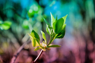 Fotoğraf yağ güzel yaprak tomurcuk ile ağaç Brunch bir makro bahar görünümü tasvir. Bahar yeşil catkins, de odaklanmış, arka planda bulanık orman.