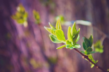 Fotoğraf yağ güzel yaprak tomurcuk ile ağaç Brunch bir makro bahar görünümü tasvir. Bahar yeşil catkins, de odaklanmış, arka planda bulanık orman.