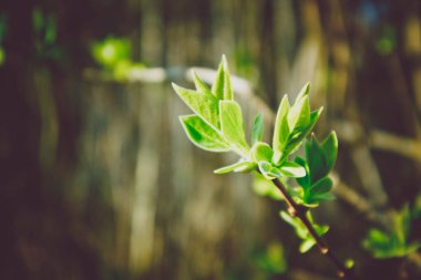 Fotoğraf yağ güzel yaprak tomurcuk ile ağaç Brunch bir makro bahar görünümü tasvir. Bahar yeşil catkins, de odaklanmış, arka planda bulanık orman.