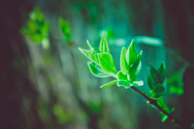 Fotoğraf yağ güzel yaprak tomurcuk ile ağaç Brunch bir makro bahar görünümü tasvir. Bahar yeşil catkins, de odaklanmış, arka planda bulanık orman.
