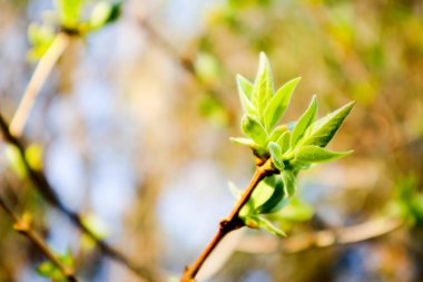 Fotoğraf yağ güzel yaprak tomurcuk ile ağaç Brunch bir makro bahar görünümü tasvir. Bahar yeşil catkins, de odaklanmış, arka planda bulanık orman.