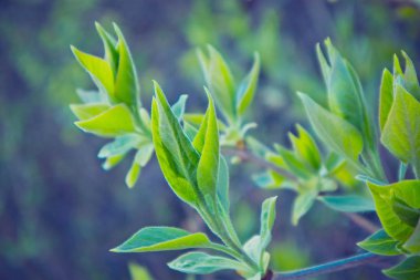 Fotoğraf yağ güzel yaprak tomurcuk ile ağaç Brunch bir makro bahar görünümü tasvir. Bahar yeşil catkins, de odaklanmış, arka planda bulanık orman.
