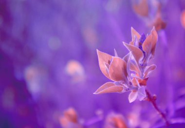Fotoğraf yağ güzel yaprak tomurcuk ile ağaç Brunch bir makro bahar görünümü tasvir. Bahar yeşil catkins, de odaklanmış, arka planda bulanık orman.