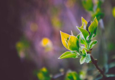 Fotoğraf yağ güzel yaprak tomurcuk ile ağaç Brunch bir makro bahar görünümü tasvir. Bahar yeşil catkins, de odaklanmış, arka planda bulanık orman.