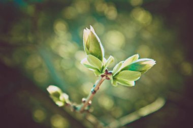 Fotoğraf yağ güzel yaprak tomurcuk ile ağaç Brunch bir makro bahar görünümü tasvir. Bahar yeşil catkins, de odaklanmış, arka planda bulanık orman.