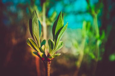 Fotoğraf yağ güzel yaprak tomurcuk ile ağaç Brunch bir makro bahar görünümü tasvir. Bahar yeşil catkins, de odaklanmış, arka planda bulanık orman.