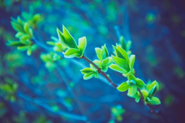 Fotoğraf yağ güzel yaprak tomurcuk ile ağaç Brunch bir makro bahar görünümü tasvir. Bahar yeşil catkins, de odaklanmış, arka planda bulanık orman.