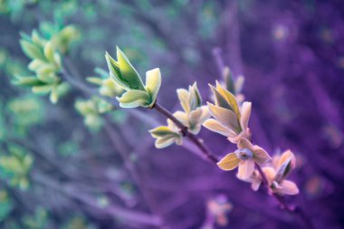 Fotoğraf yağ güzel yaprak tomurcuk ile ağaç Brunch bir makro bahar görünümü tasvir. Bahar yeşil catkins, de odaklanmış, arka planda bulanık orman.