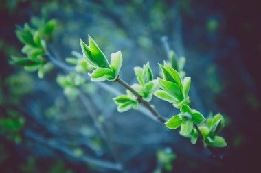 Fotoğraf yağ güzel yaprak tomurcuk ile ağaç Brunch bir makro bahar görünümü tasvir. Bahar yeşil catkins, de odaklanmış, arka planda bulanık orman.